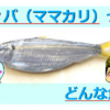 サッパ（ママカリ）の生態を解説！岡山県の郷土料理！サビキ釣りで爆釣りできるお魚！